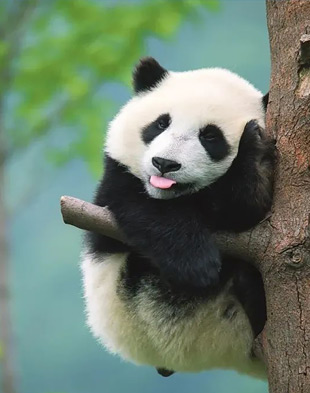 国家大熊猫保护基地与疾病防控中心